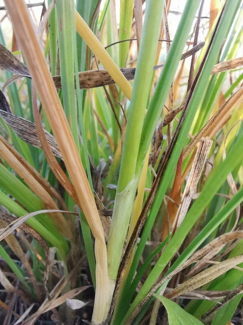 Allium suaveolens leaf
