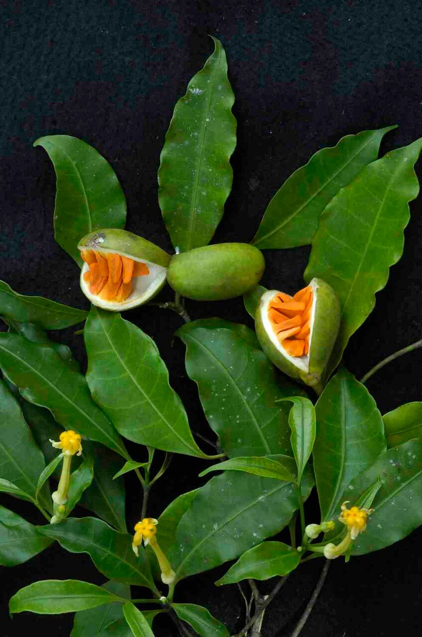 Tabernaemontana flavicans flower