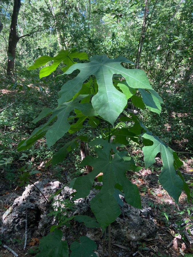 Sterculia appendiculata leaf