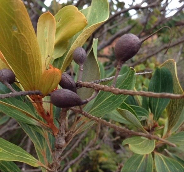 Grevillea exul fruit