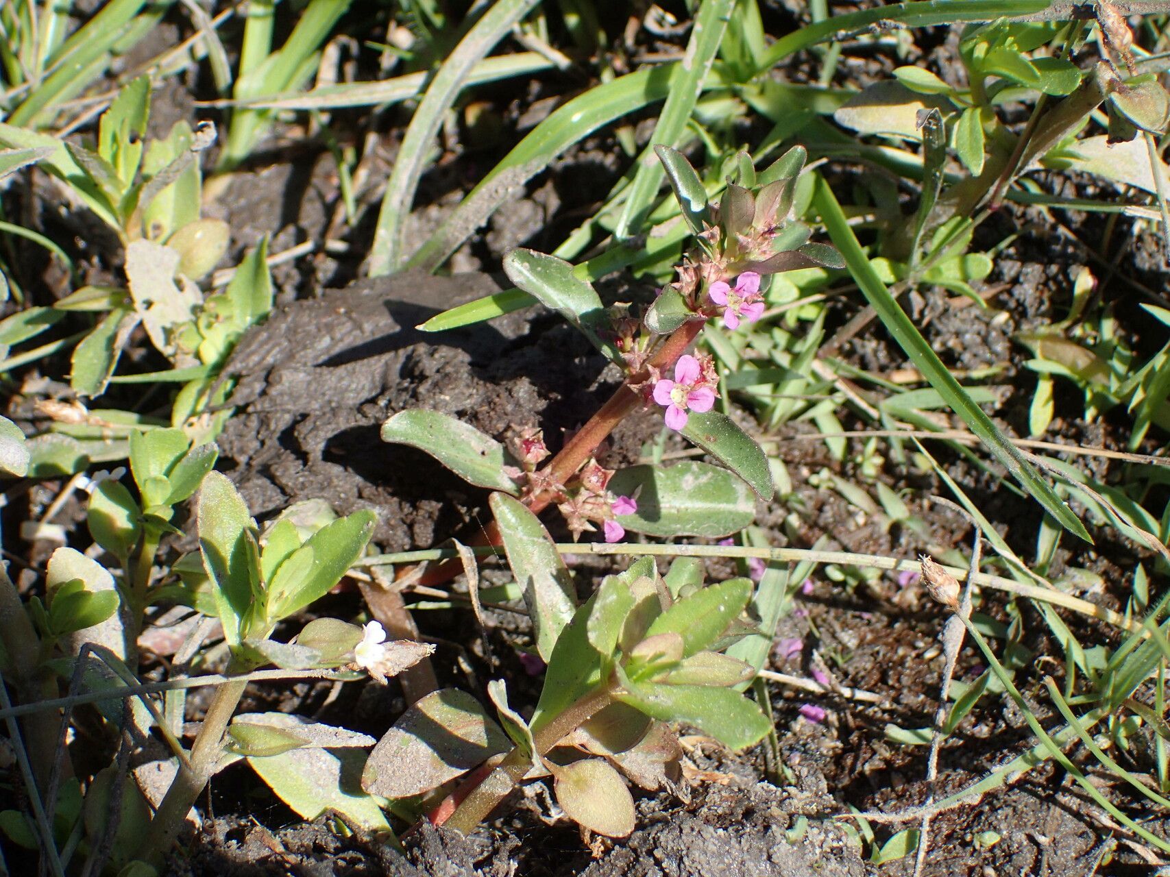 Ammannia senegalensis habit