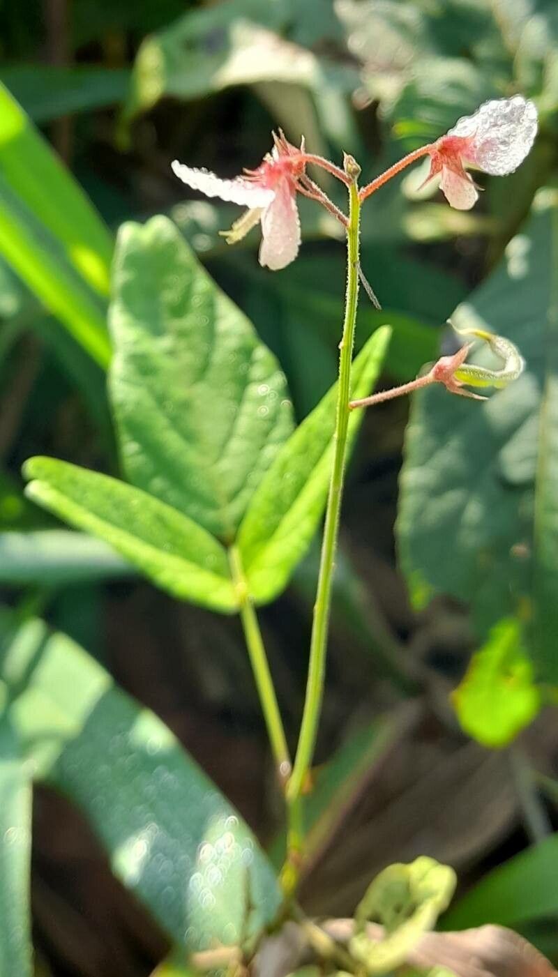 Desmodium affine habit