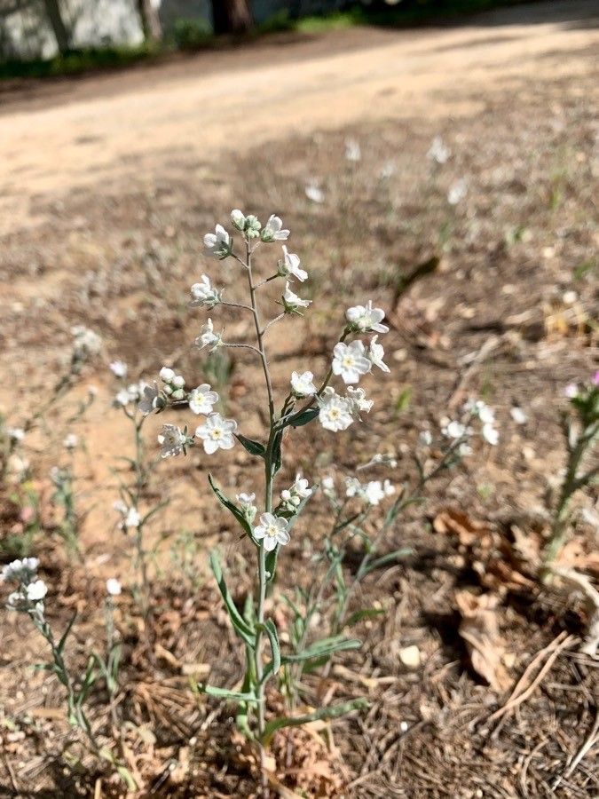 Omphalodes linifolia habit