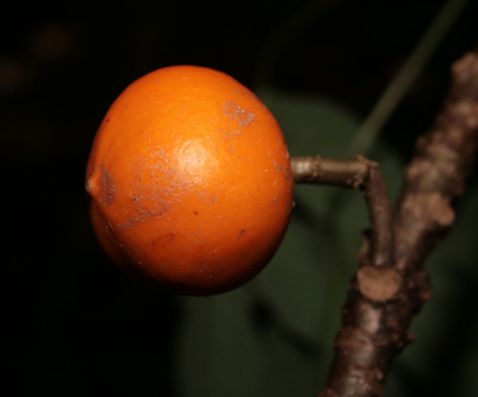 Carica microcarpa fruit