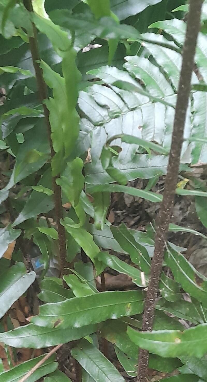 Cyclopeltis semicordata bark