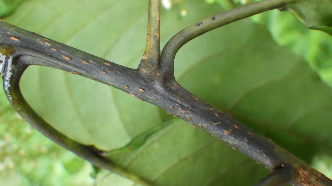 Maesa kamerunensis — houseplant care guide