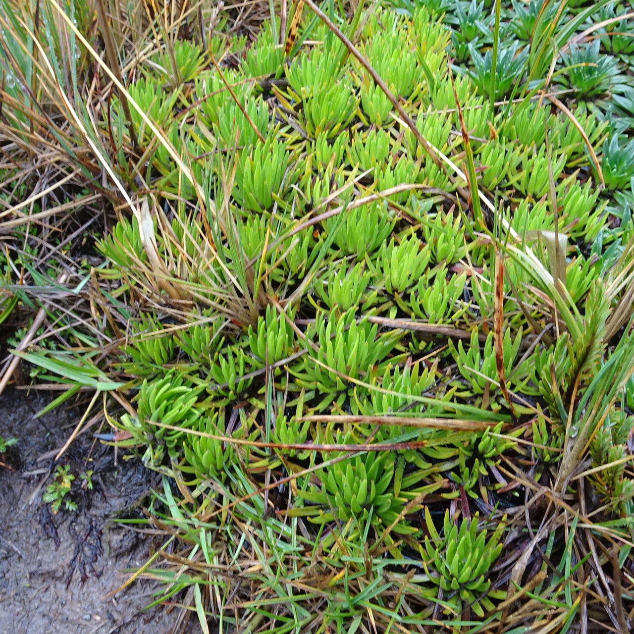 Xenophyllum crassum habit