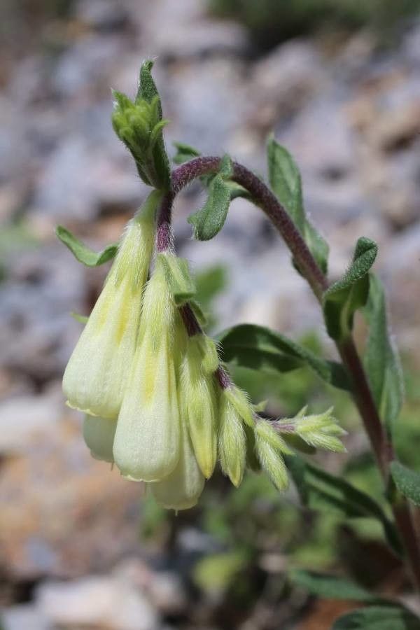 Onosma thracica flower