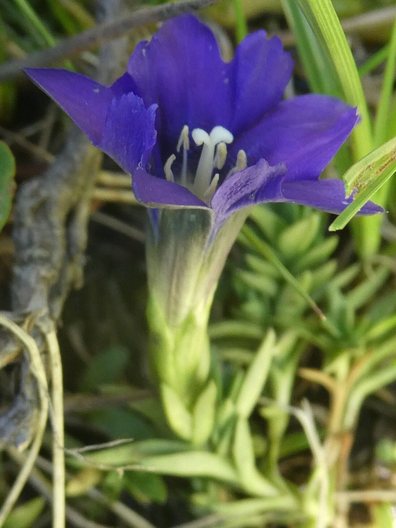 Gentiana pyrenaica flower