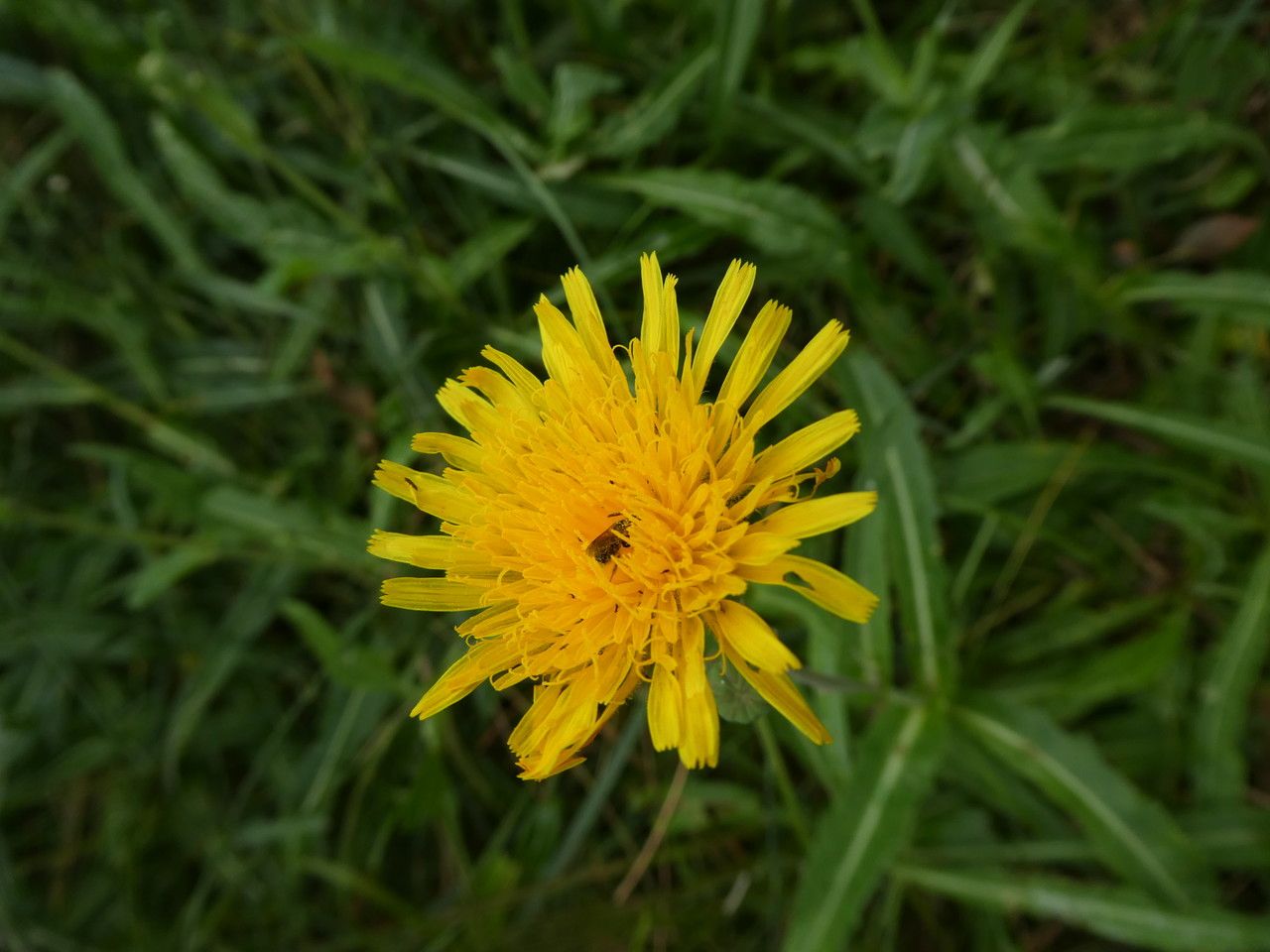 Sonchus maritimus flower
