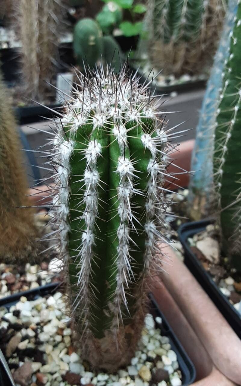 Eulychnia ritteri habit