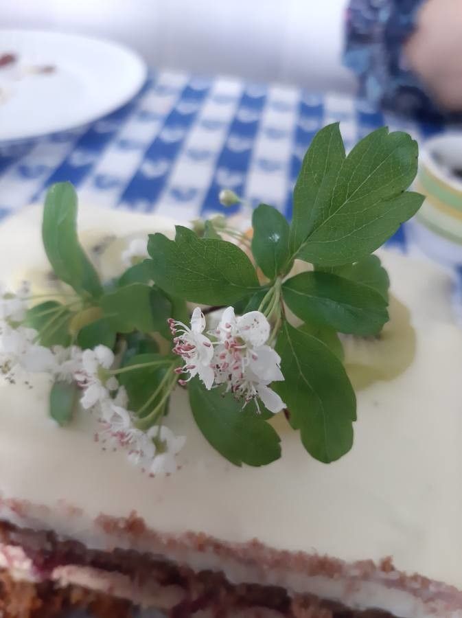 Sorbus × thuringiaca flower