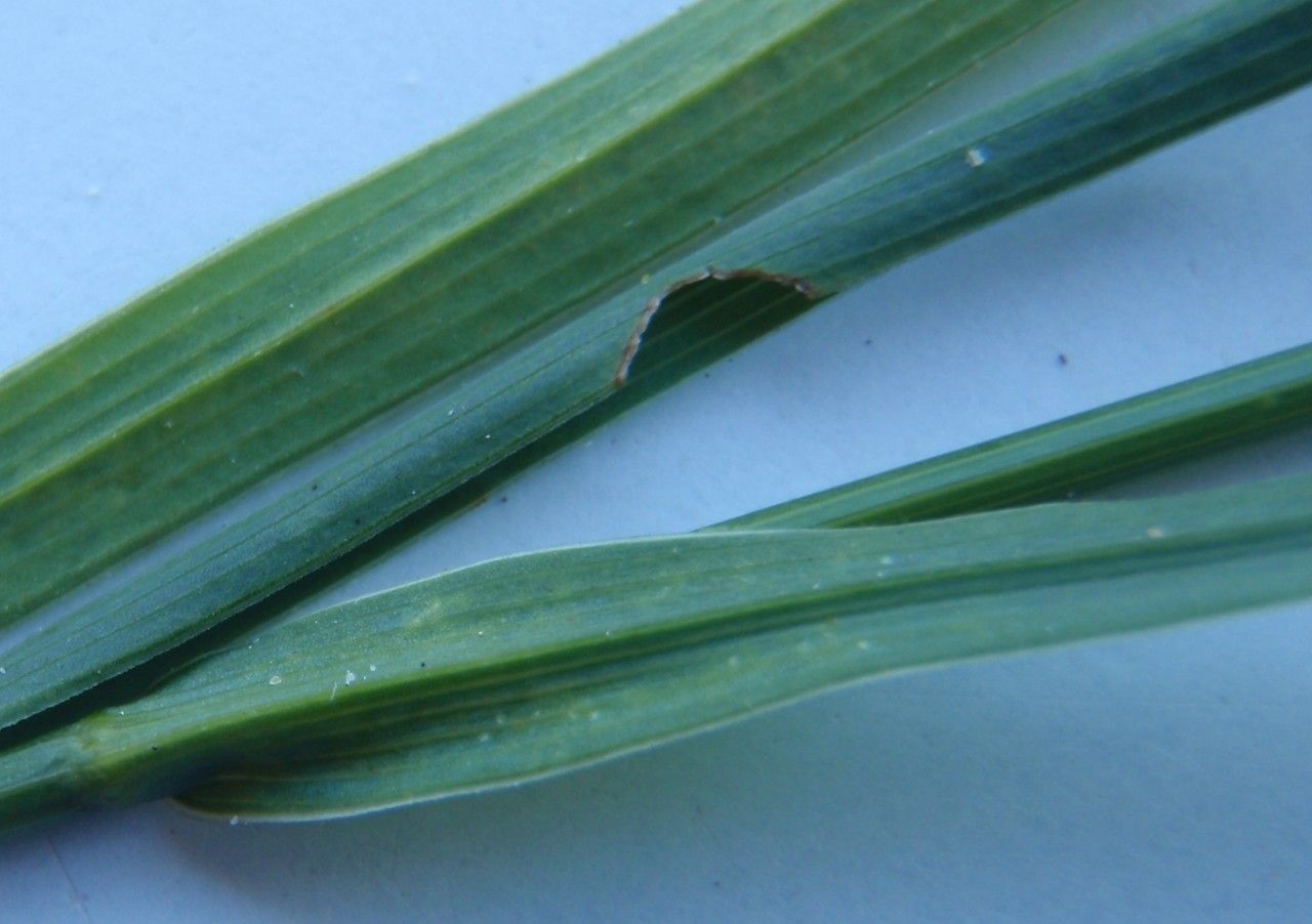 Bupleurum virgatum — search result for 'Bupleurum'