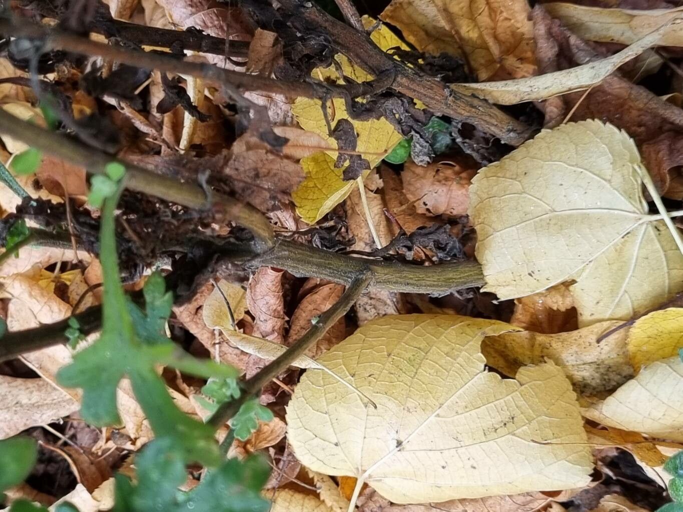 Dendranthema grandiflorum bark
