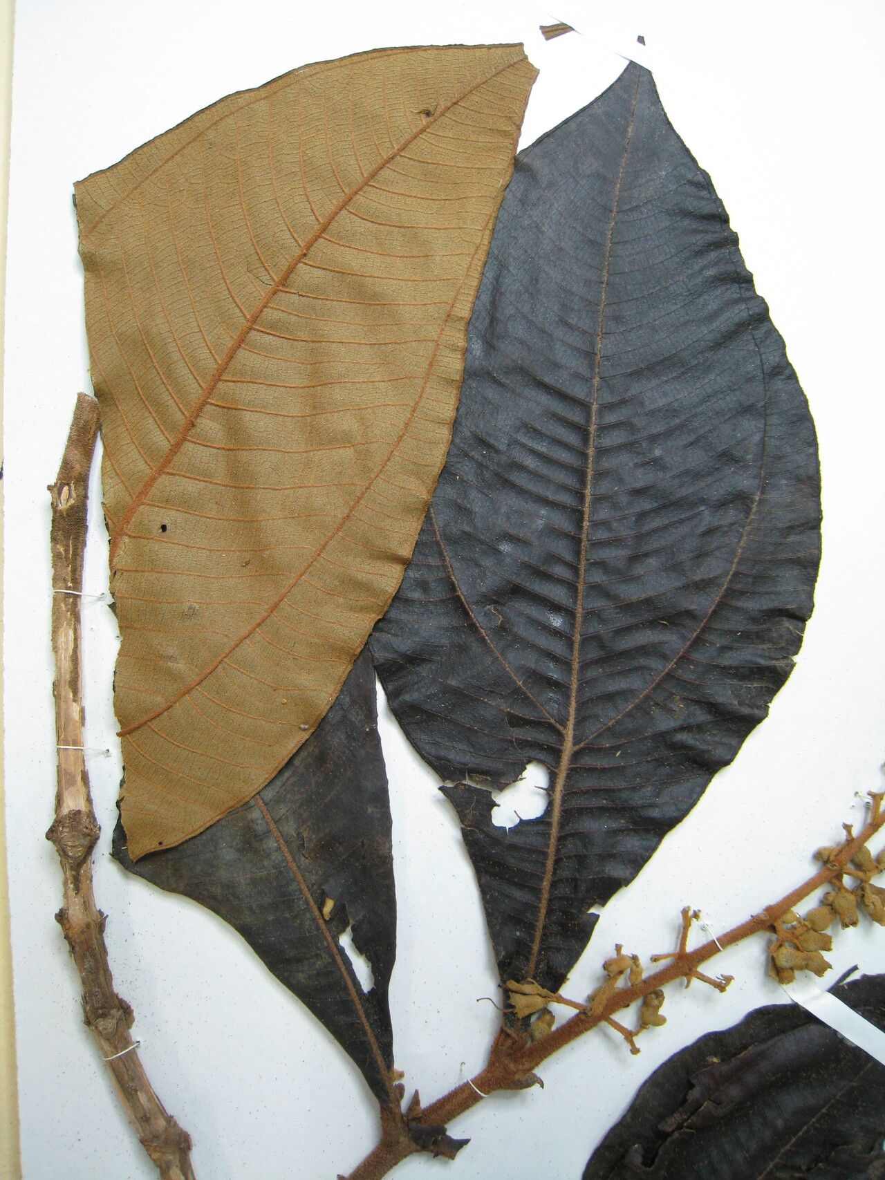 Miconia tomentosa — houseplant care guide