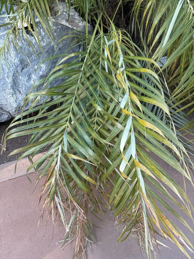 Allagoptera leucocalyx — related species from the same genus