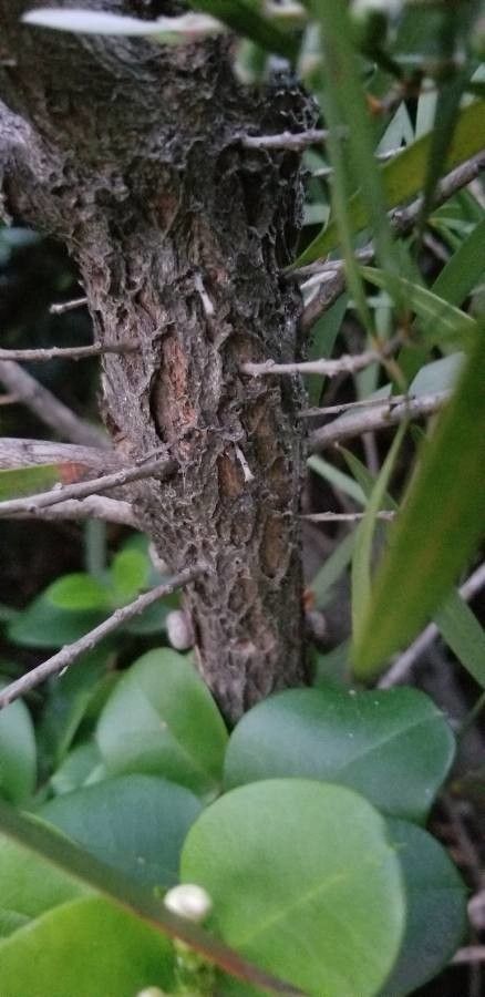 Callistemon pearsonii bark
