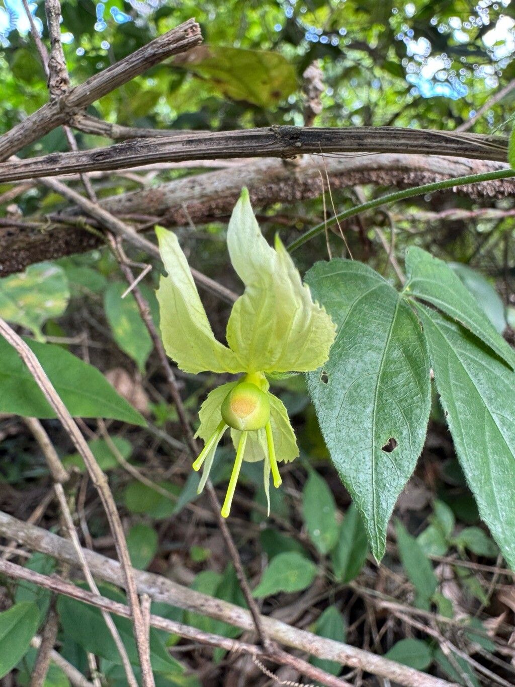 Dalechampia peckoltiana flower