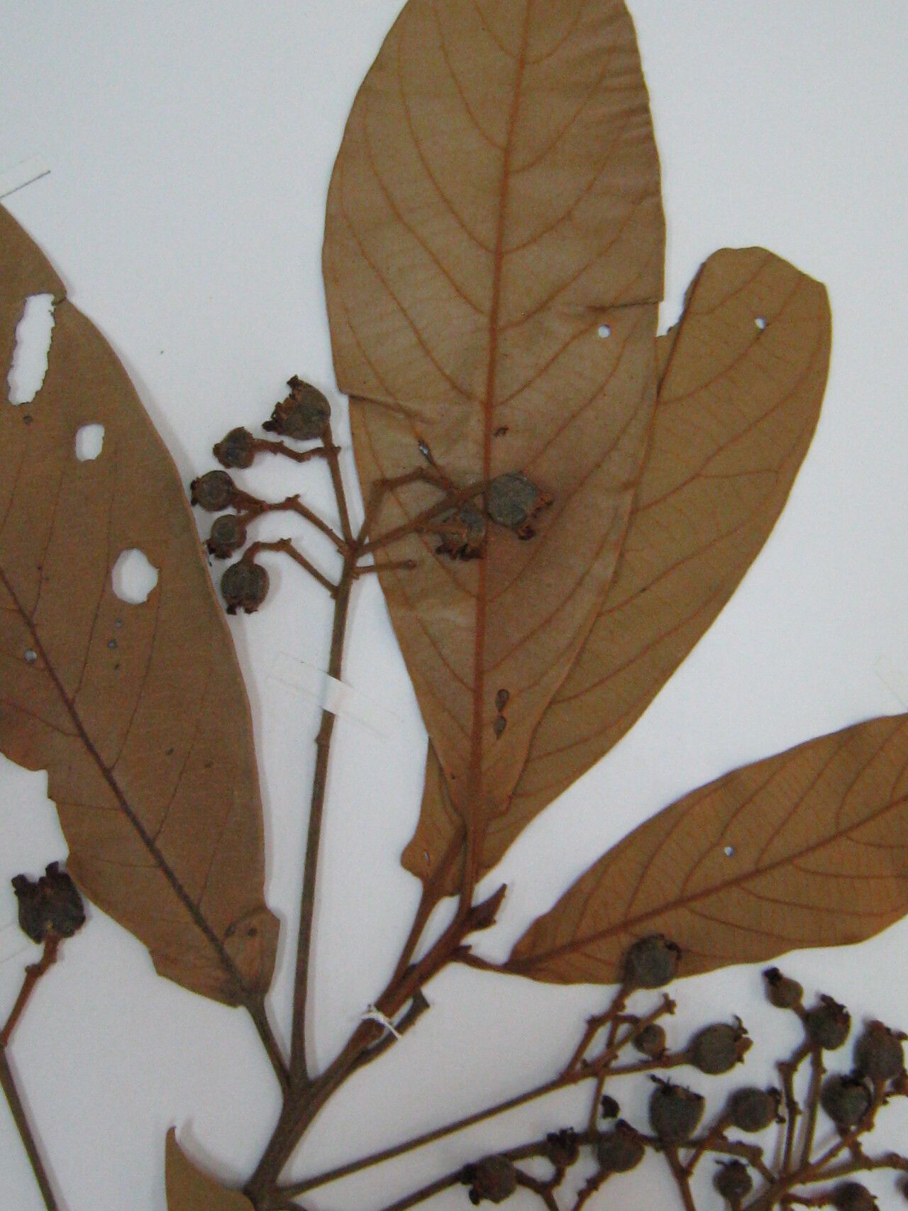 Nectandra villosa other