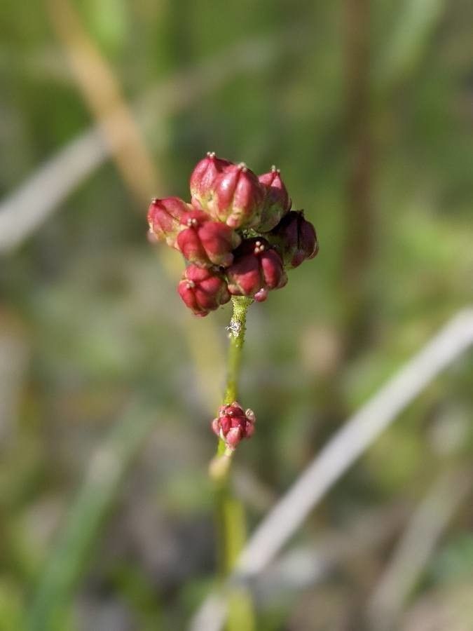 Triantha glutinosa flower