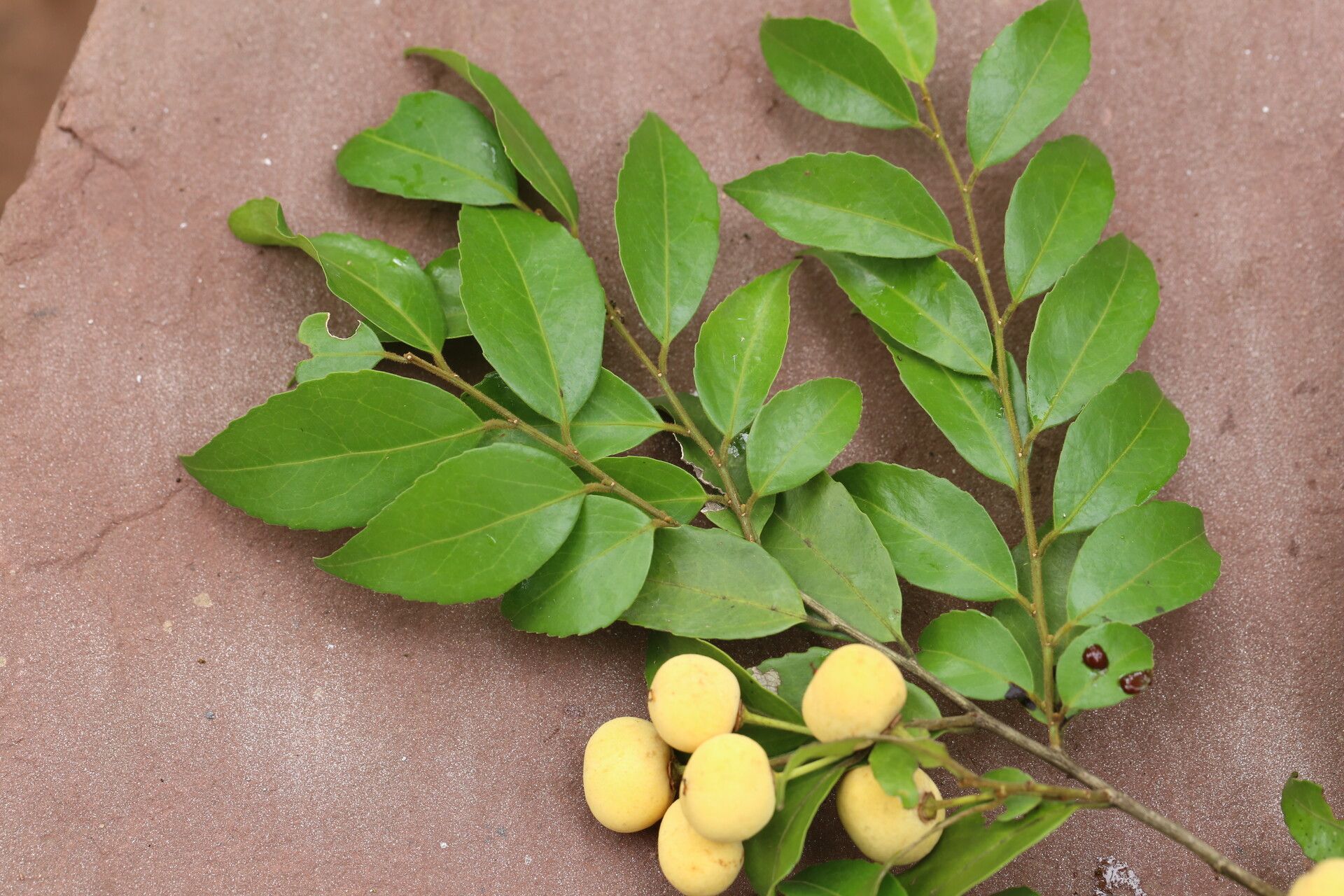 Drypetes gerrardii — houseplant care guide