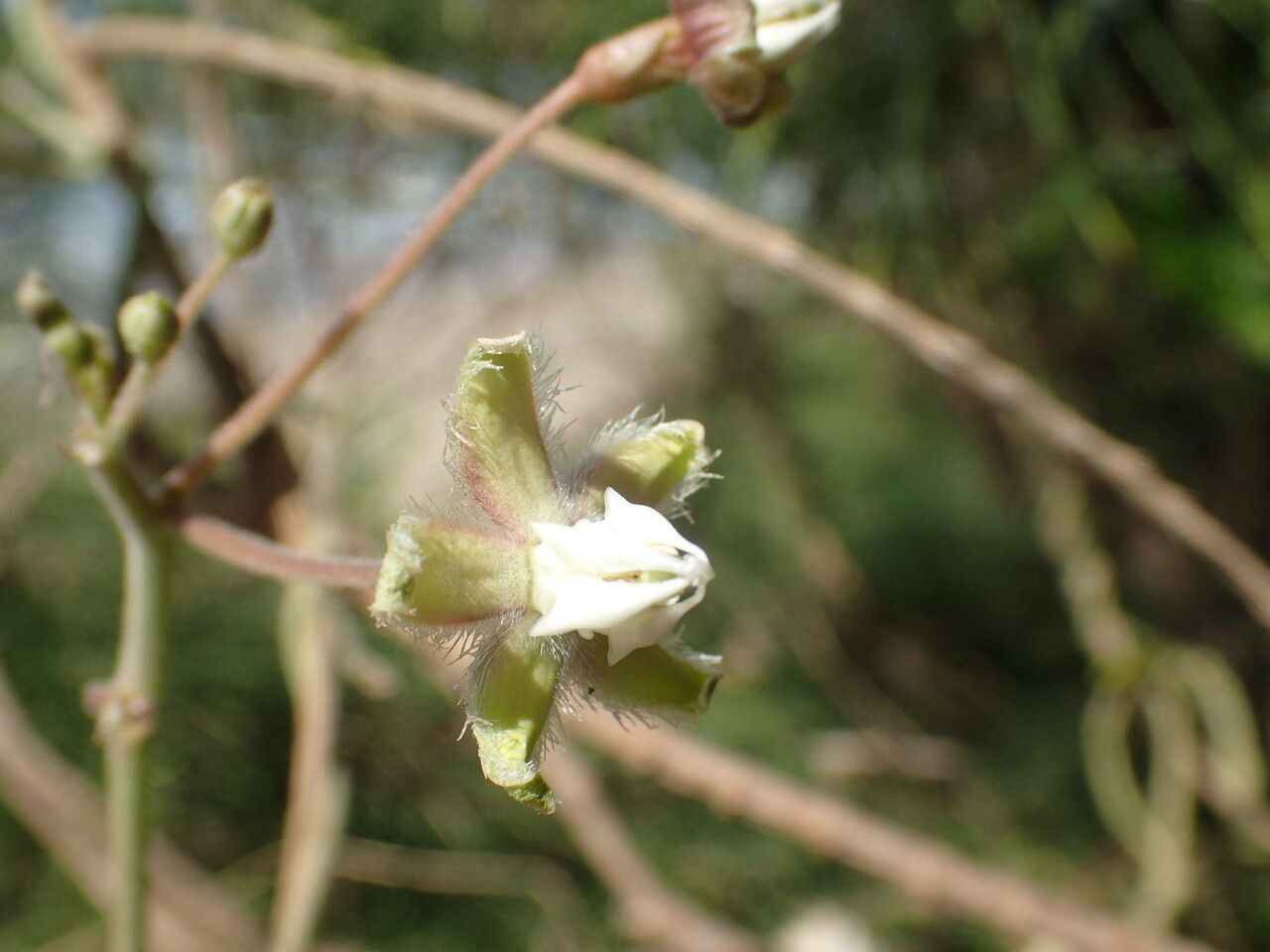 Pergularia daemia flower