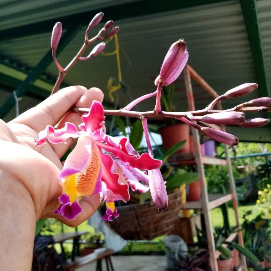 Myrmecophila tibicinis flower