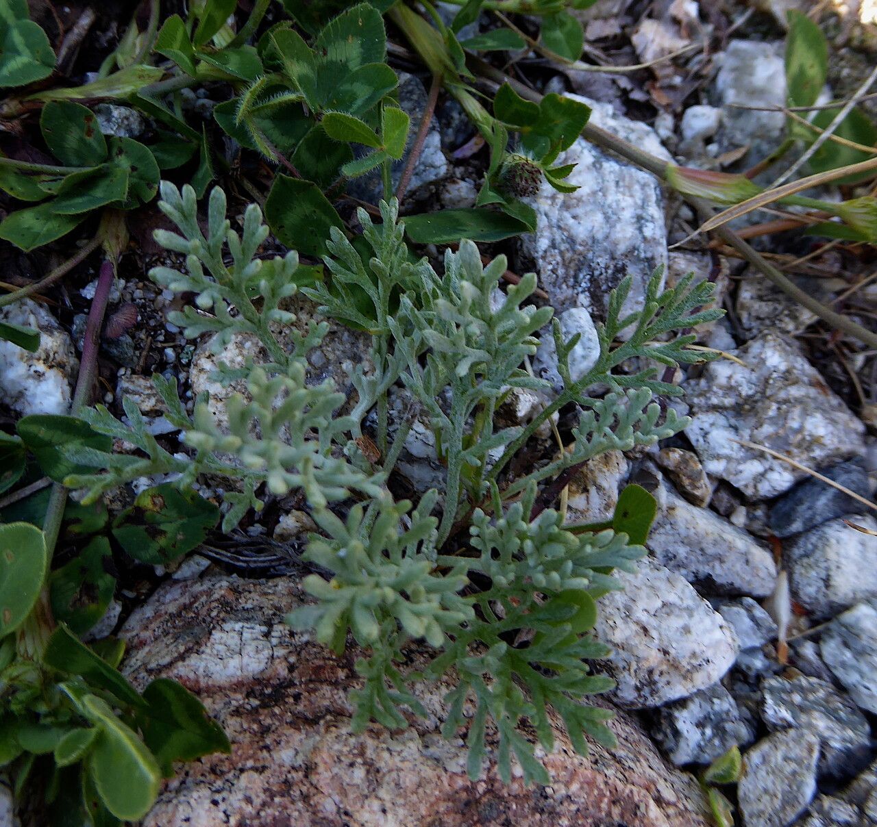 Anthemis cretica bark