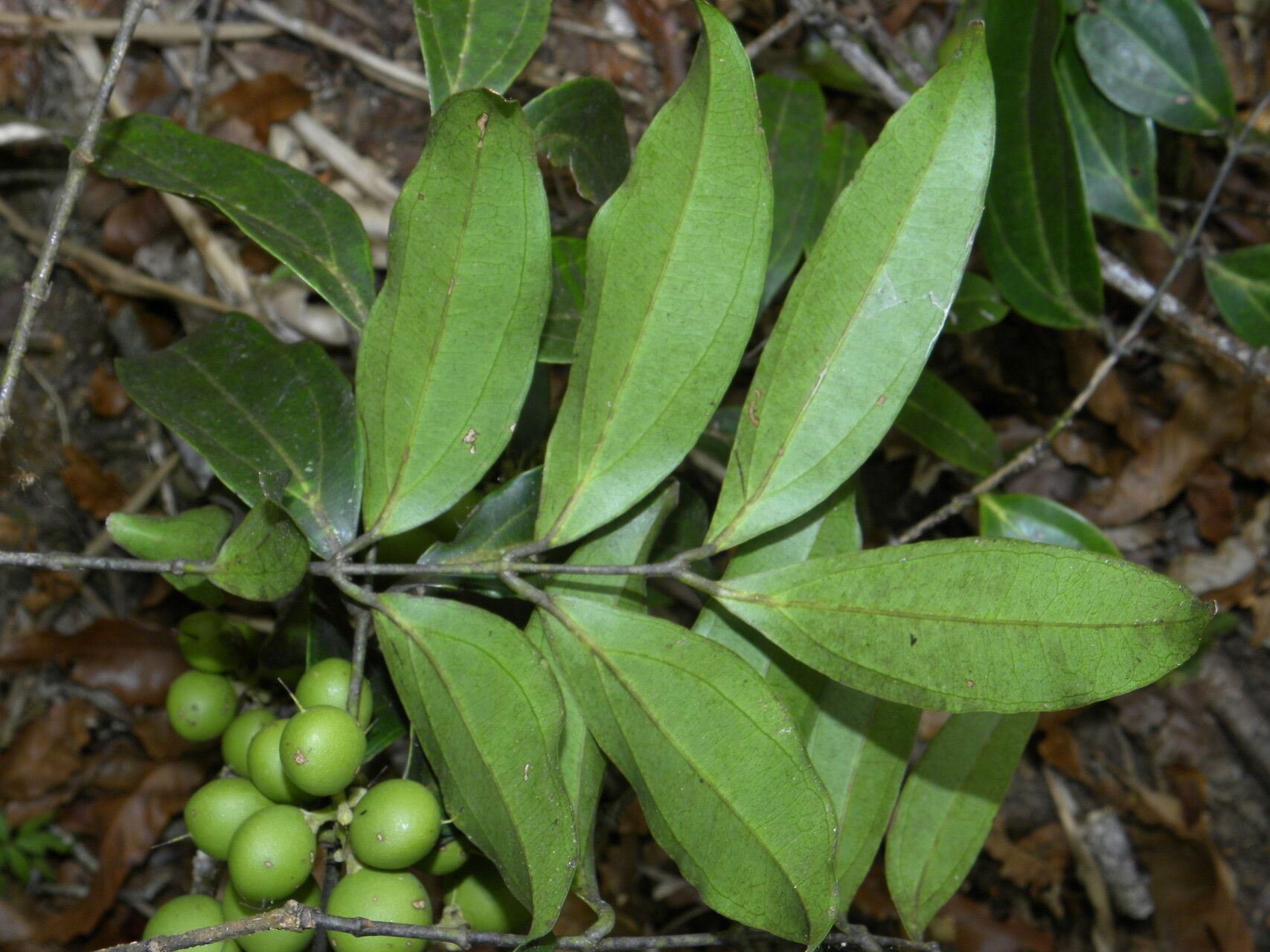 Strychnos panurensis — houseplant care guide