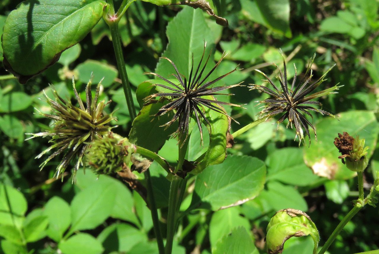 Bidens alba fruit