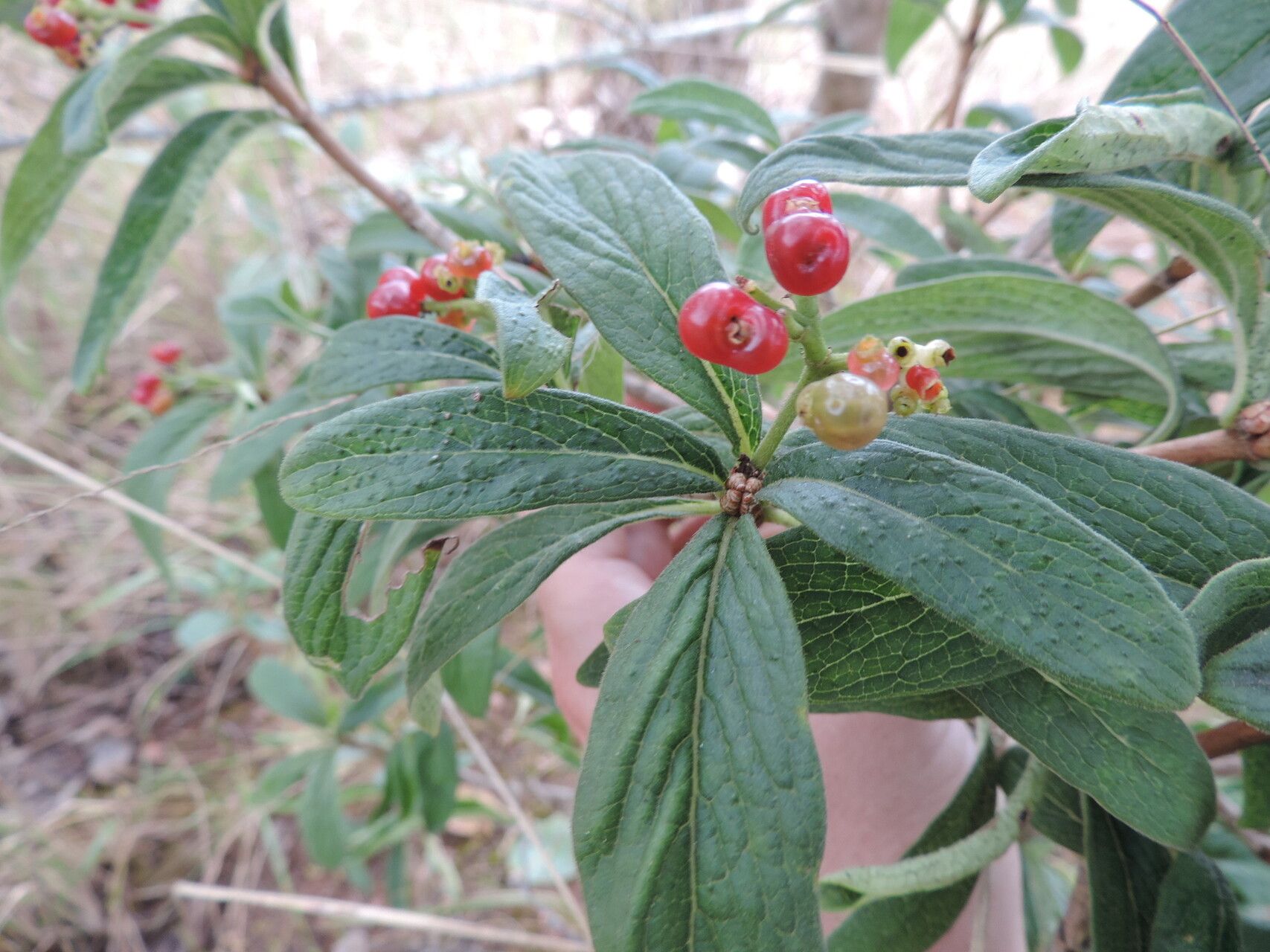 Psychotria spithamea — houseplant care guide