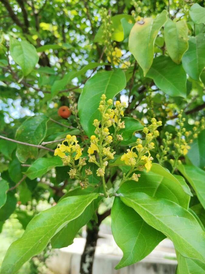 Bunchosia nitida flower