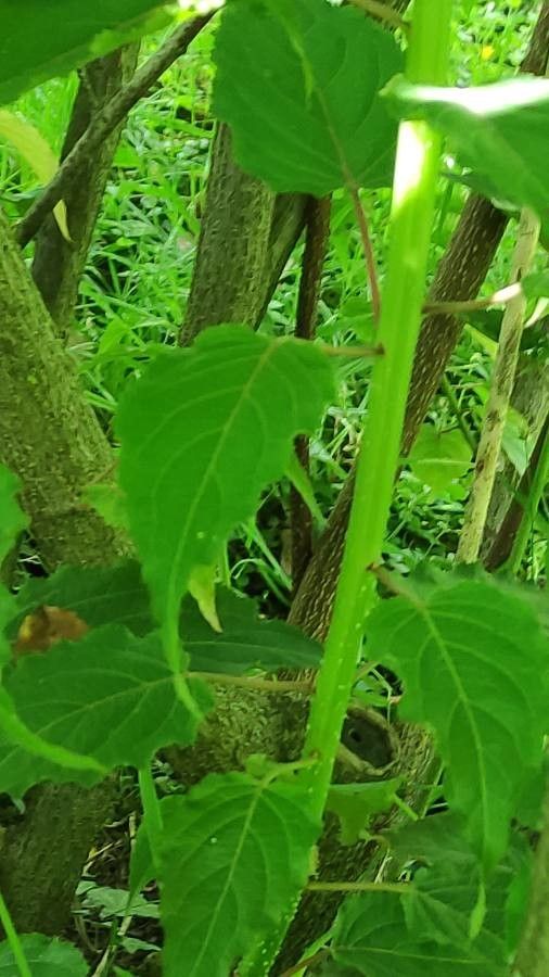 Stachyurus chinensis bark