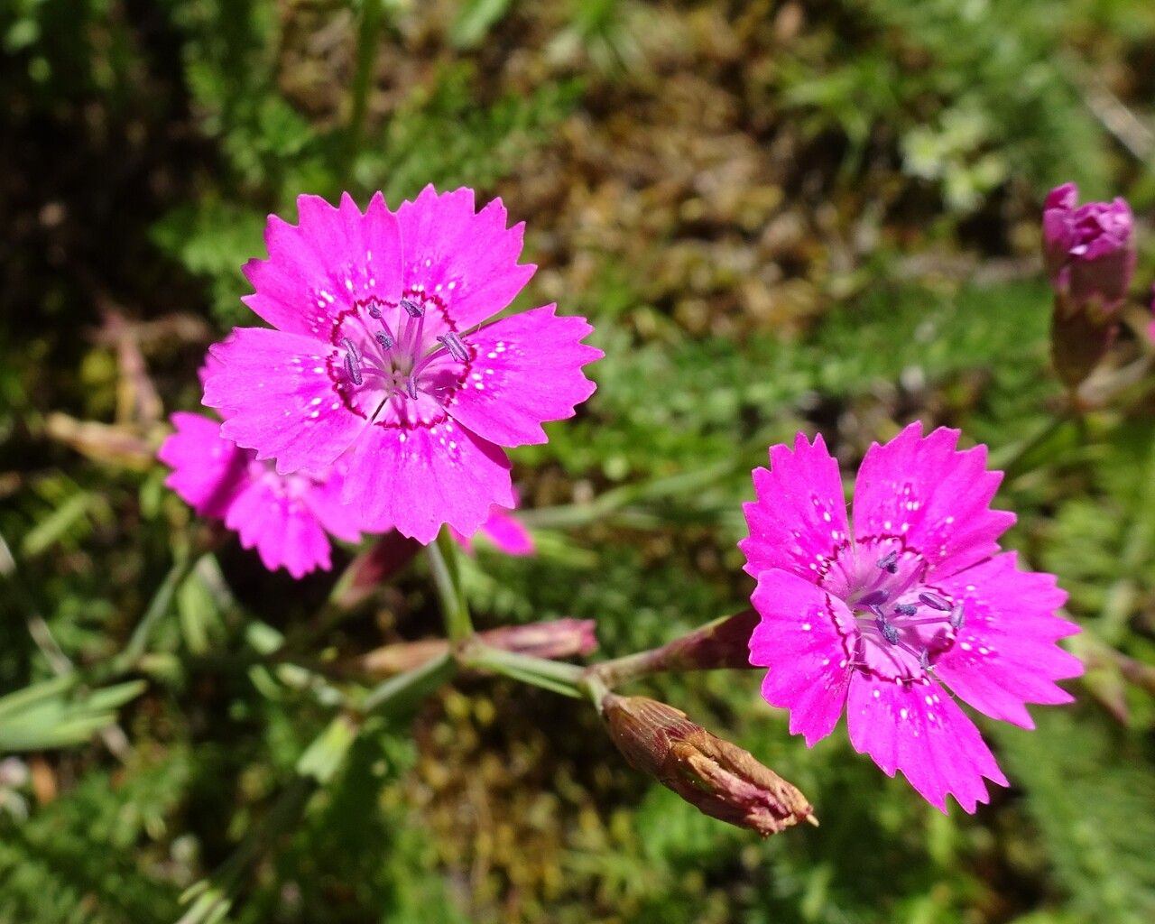 Dianthus deltoides flower