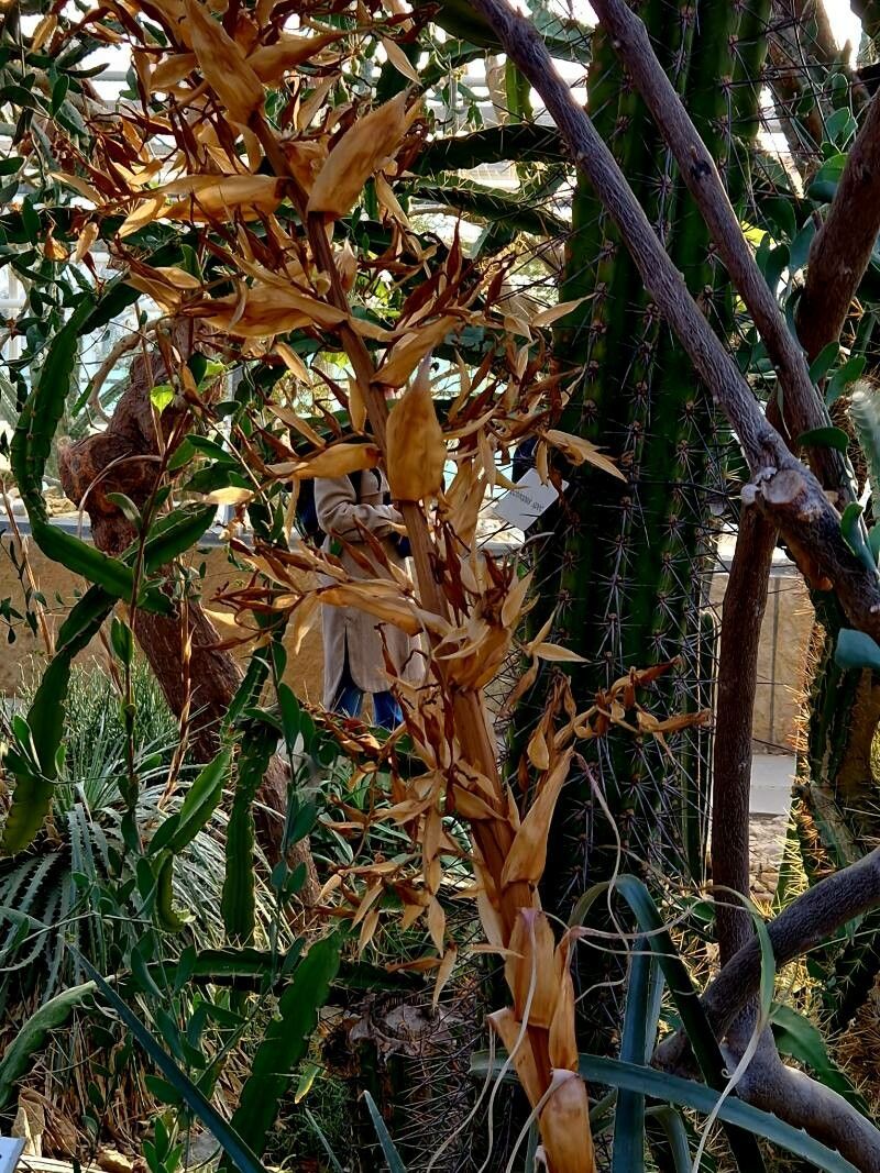 Puya glabrescens fruit