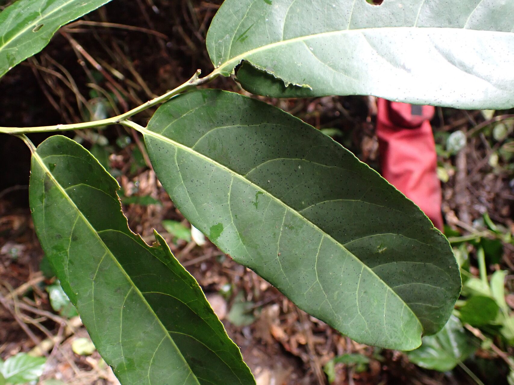 Casearia prismatocarpa leaf