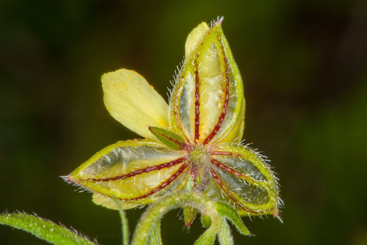 Helianthemum aegyptiacum flower