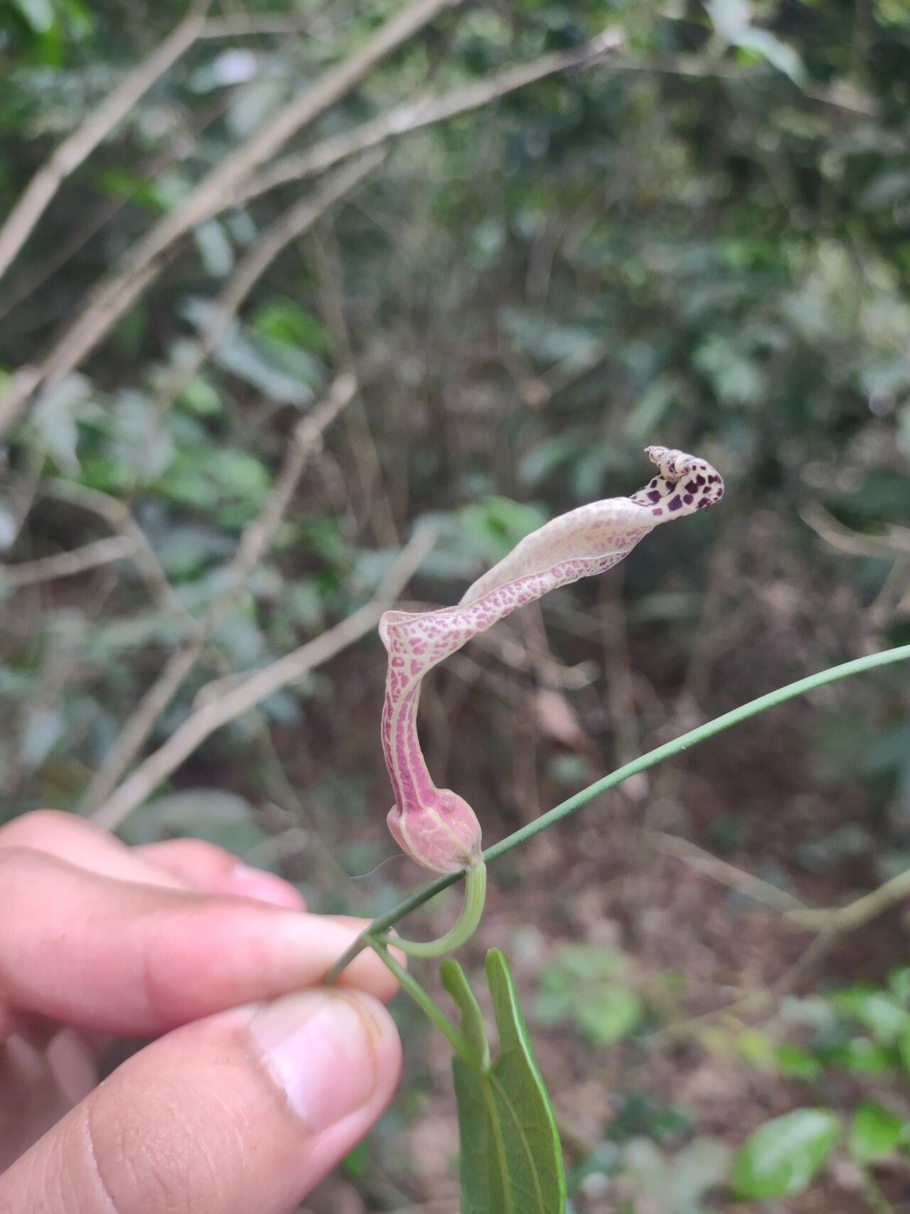 Aristolochia rugosa flower