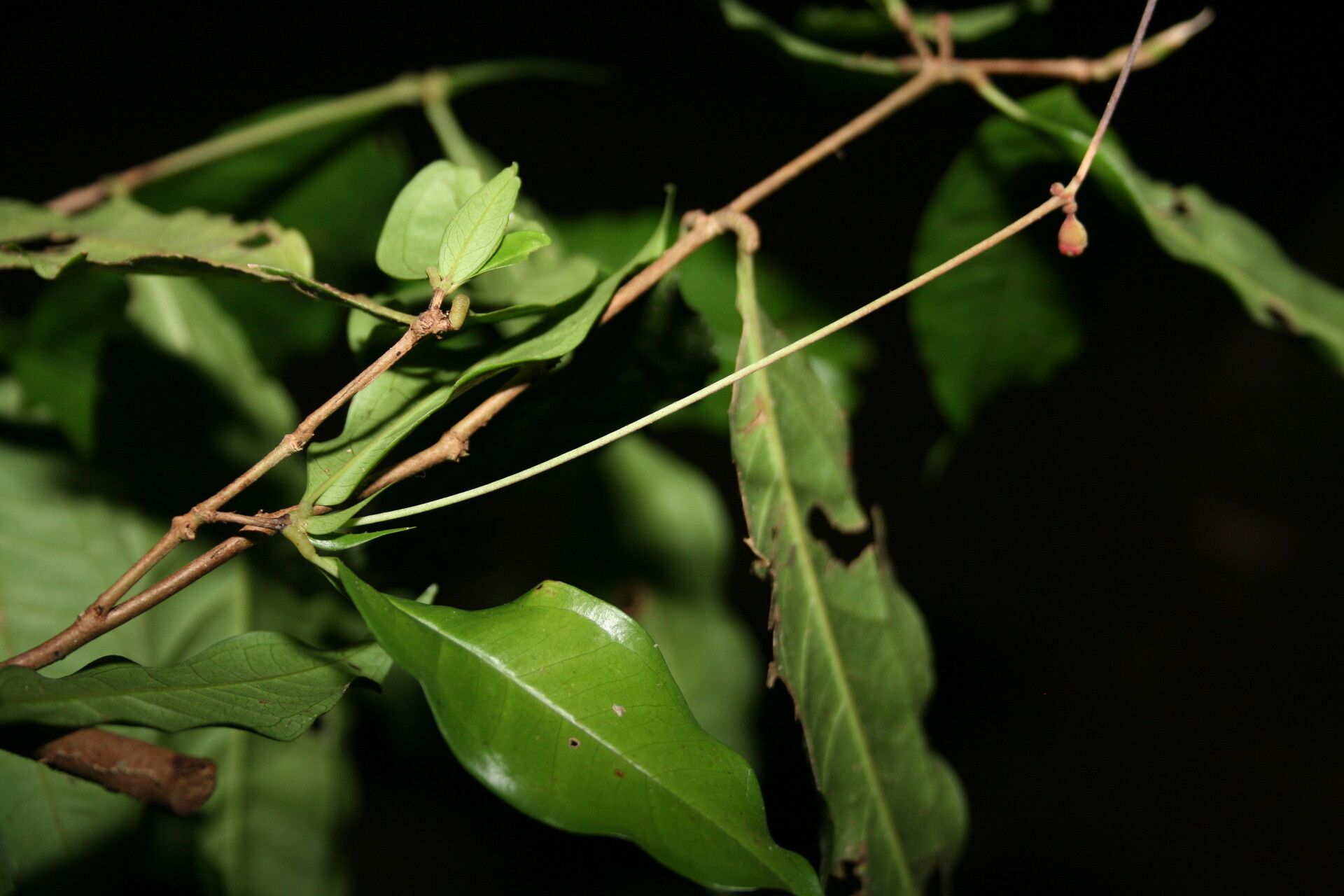 Syzygium longipes other