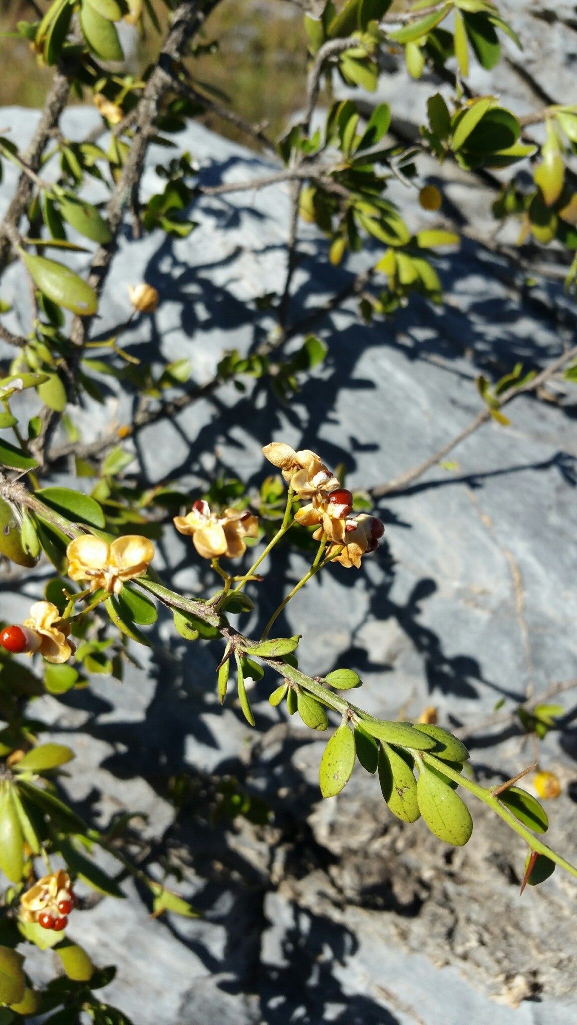 Gymnosporia divaricata habit