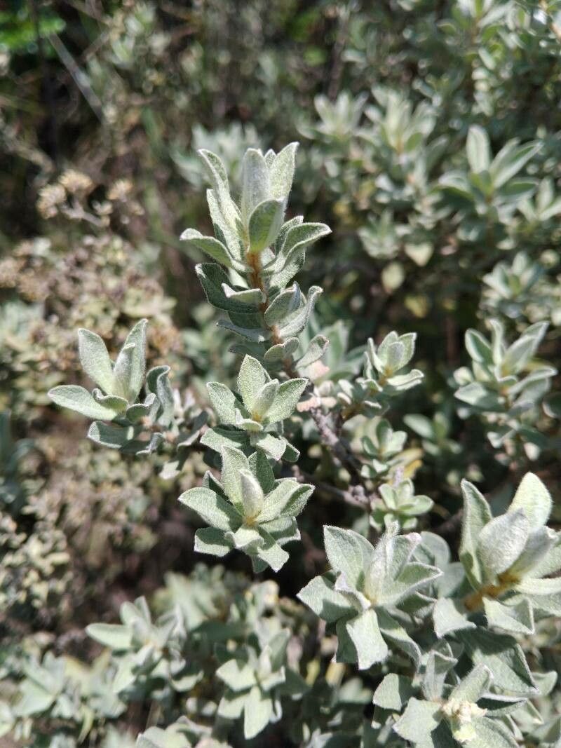 Helichrysum cordifolium — houseplant care guide