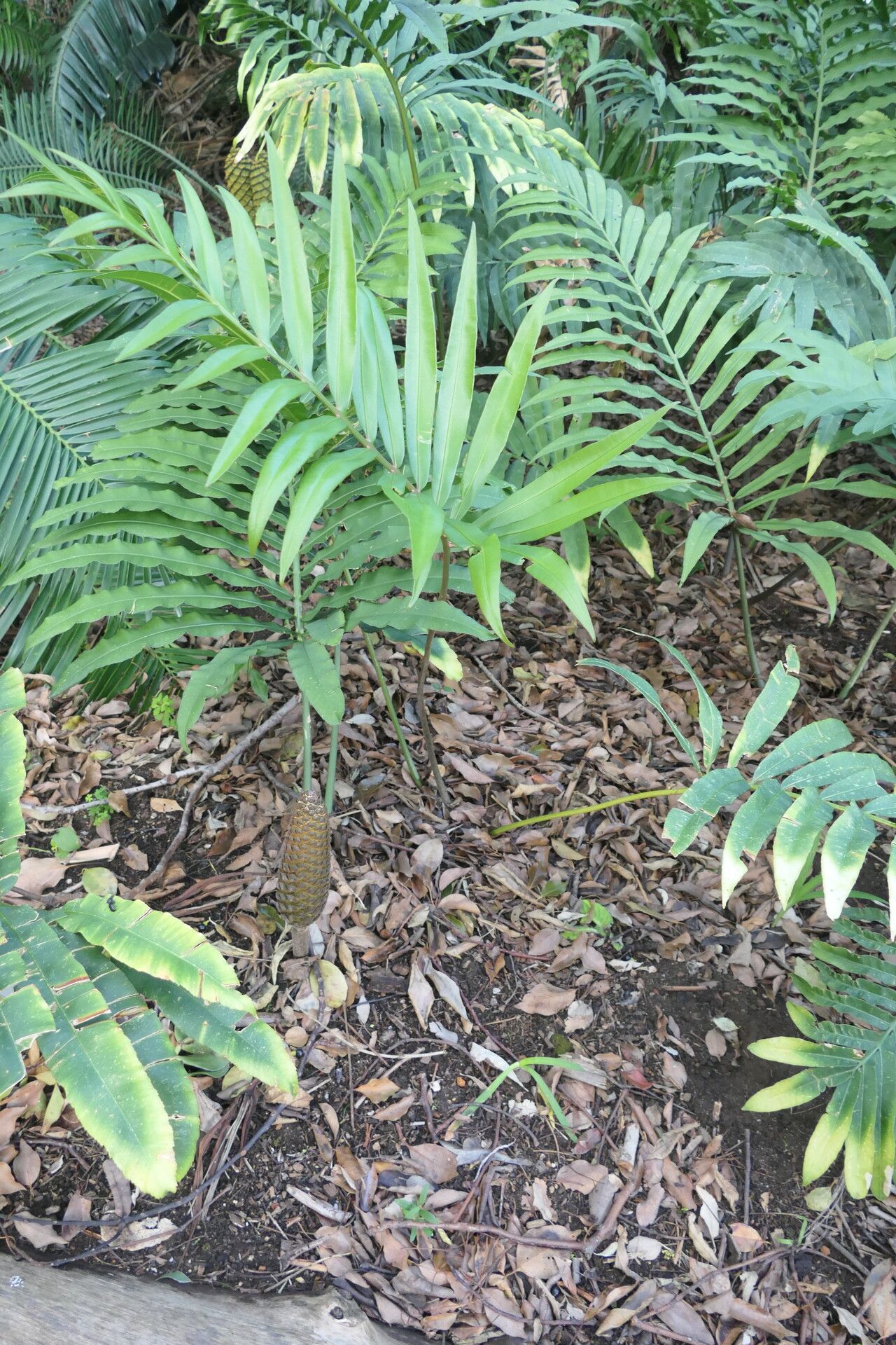 Stangeria eriopus habit