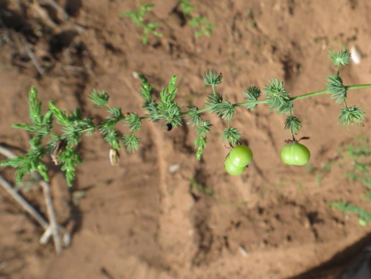 Asparagus fasciculatus fruit