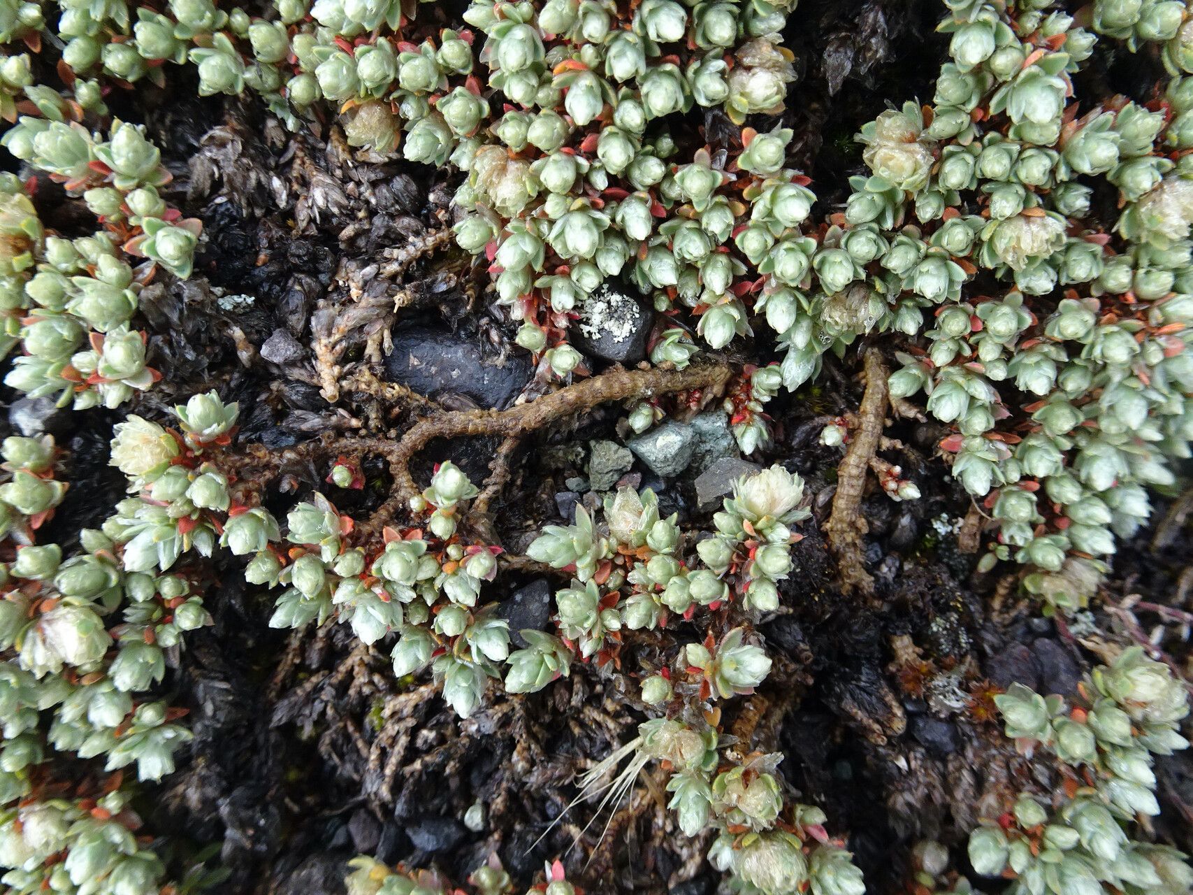 Paronychia andina bark