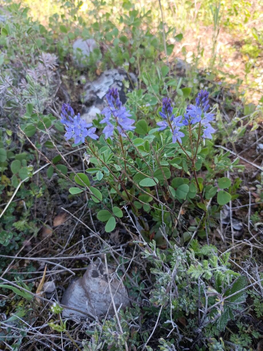 Veronica turrilliana flower