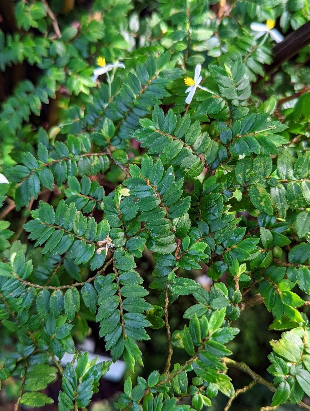 Begonia foliosa — search result for 'Fuchsia'