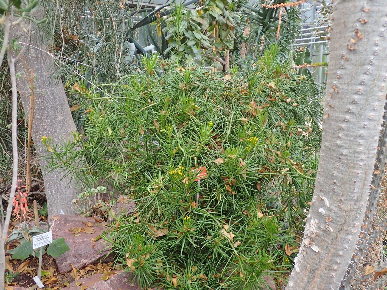 Senecio antandroi habit