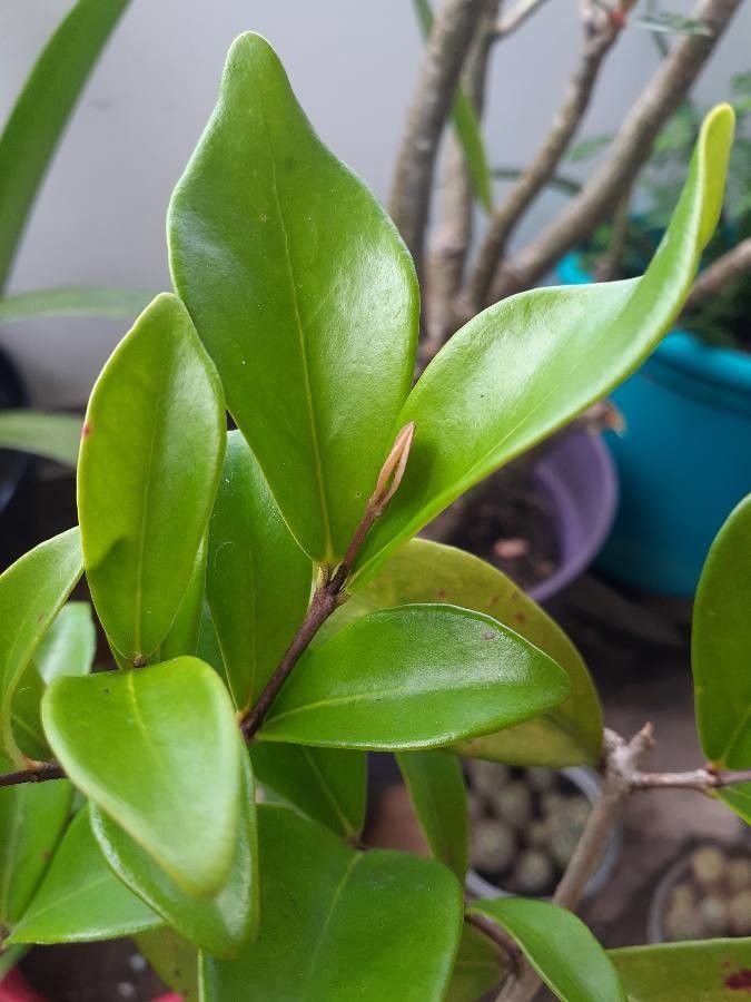 Eugenia reinwardtiana — search result for 'Eugenia'