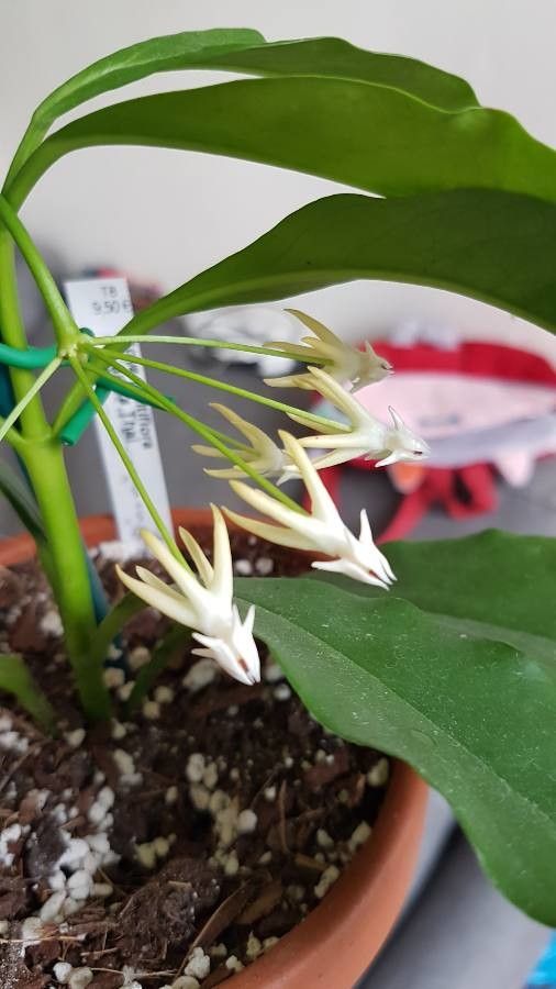 Hoya multiflora flower