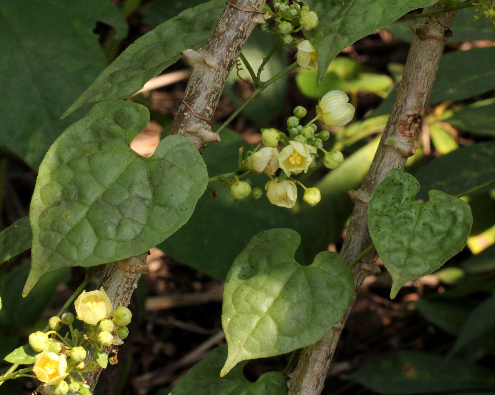 Momordica parvifolia habit